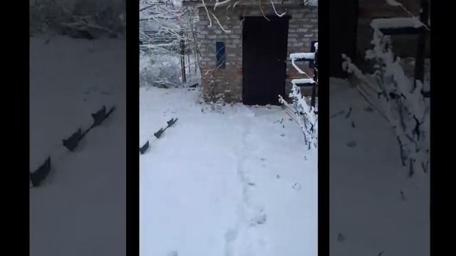ЯГОДНЫЕ КУСТЫ НА МОЕЙ ДАЧЕ