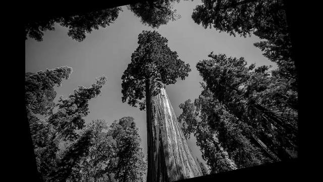 Все деревья, которые должны быть добавлены в Майнкрафт! | МОДЖАНГ УСЛЫШЬ МЕНЯ! | Деревья Майнкрафт смотреть онлайн