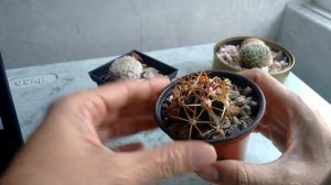 FEROCACTUS LATISPINUS