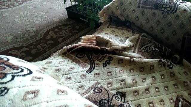 Как спаривать бабочек махаонов в домашних условиях. смотреть онлайн