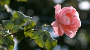 Ты не балуй. исп.Алексей Стёпин.