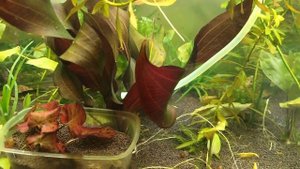 коричневые  аквариумные креветки