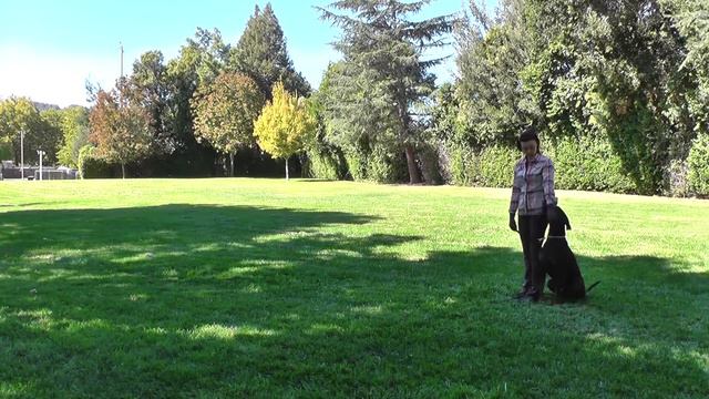 IGP/IPO obedience: Attentive heeling. Session 5 смотреть онлайн