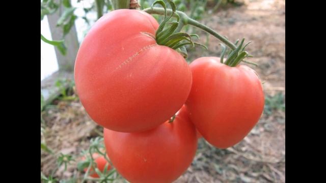 Самый лучший томат в мире 2023 г.!Высокоурожайный, сладкий и вкусный томат ВОЛОВЬЕ СЕРДЦЕ МАЛИНОВОЕ