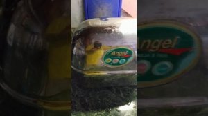 отличие модели 7500 от 5500 соковыжималки Angel