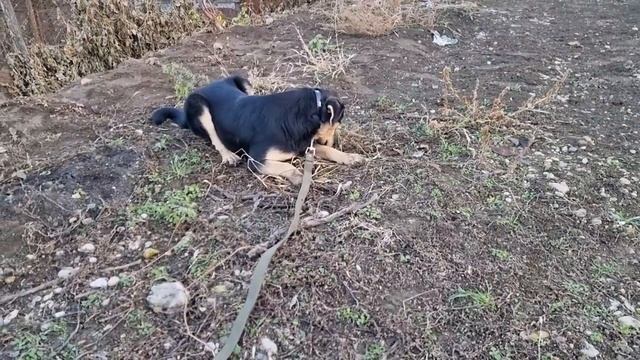 Каштана срочно забрала с вольеров в дом. ГУЛЯЕМ С СОБАКАМИ. смотреть онлайн