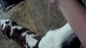 КАКОЙ ?ДОХОД ?ОТ ОДНОЙ КОРОВЫ? ЗА ГОД?