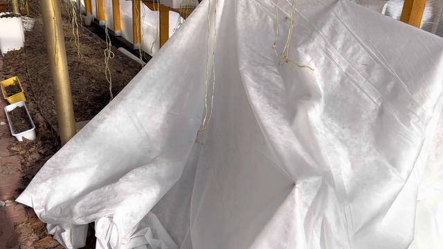 Перевожу  рассаду в теплицу