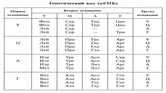 Таблица реализация наследственной информации в процессе биосинтеза. Таблица реализация наследственной информации в процессе биосинтеза