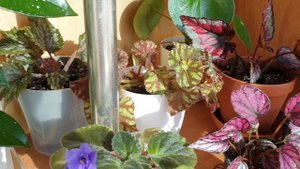 Перевожу на фитильный полив Фиалки и Бегонии