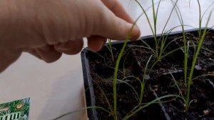 Как подрос мой циперус из семян.