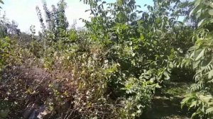 Опыт выращивания Азимины в Ростовской области. Мой сад, хутор Муравлёв, Ростовская область.