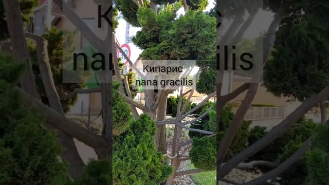 Невероятный бонзаи из кипариса Nana Gracilis. Ниваки в японском стиле. Цена в садовом центре 16.000