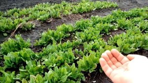 ЩАВЕЛЬ . как Я посеял.