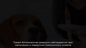 Диагностика и лечение лептоспироза у собак