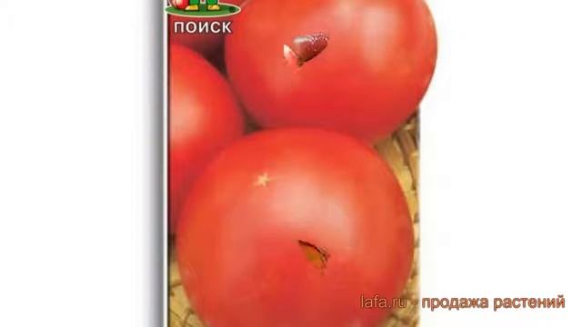 Томат обыкновенный Ирина F1 (irina-f1) ? томат Ирина F1 обзор: как сажать семена томата Ирина F1 смотреть онлайн