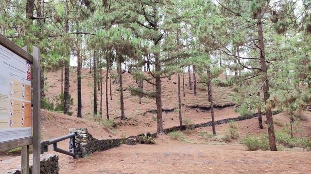 ОБЕД В ЧЕРНЫХ ПЕСКАХ | Муж подарил СОСНОВЫЕ РОЗЫ, Тенерифе, Испания смотреть онлайн