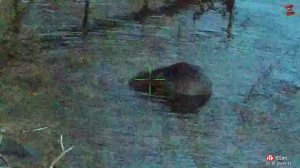 ОХОТА НА БОБРА/HUNTING FOR BEAVER/ATN X-Sight 4K PRO/ Лучший прицел в своём классе.