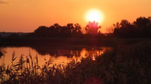 Осень наступает. Сухой кермек, хищные птицы, закат на пруду