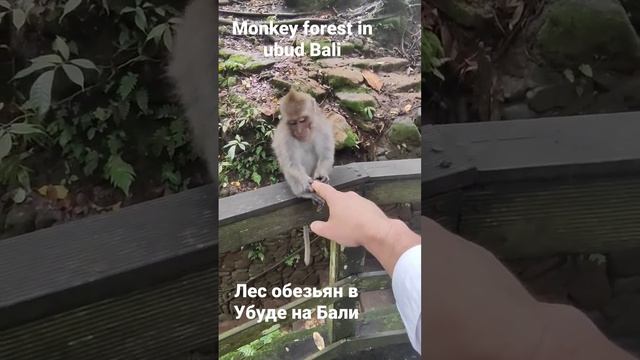 monkey forest in ubud . BALI . Парк обезьян в районе Убуд на острове Бали.