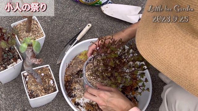 【多肉植物】アエオニウムのお手入れ❣️【ガーデニング】 смотреть онлайн