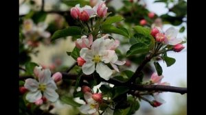 Почему яблоня цветет, но не плодоносит?   Что с этим делать?