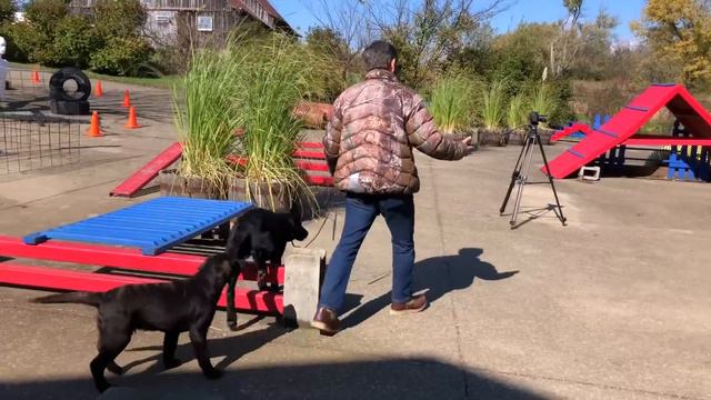 Teach Your Puppy to Concentrate and Pay Attention!