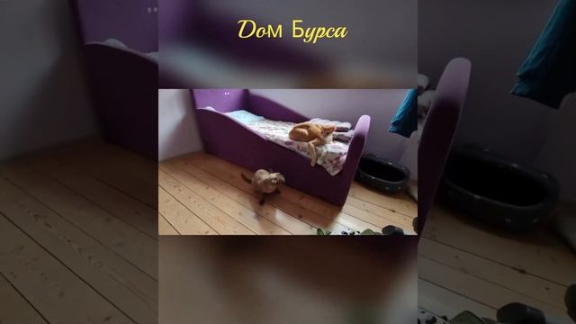 Красный рубин. Полная версия. Собраны все части. смотреть онлайн