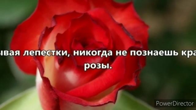 Жизнь как букет роз? ? ?Самые нежные цитаты о розах ? ? ? смотреть онлайн