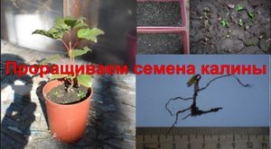 Саженцы калины из семян