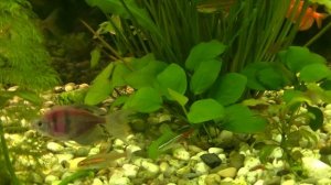 Результат перехода аквариума с водопровода на осмос