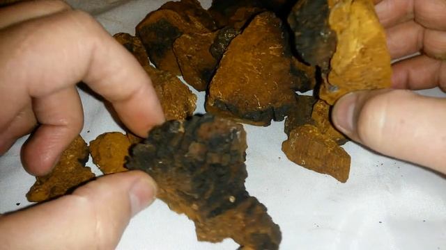 Чага березовая, губка березовая, купить. смотреть онлайн