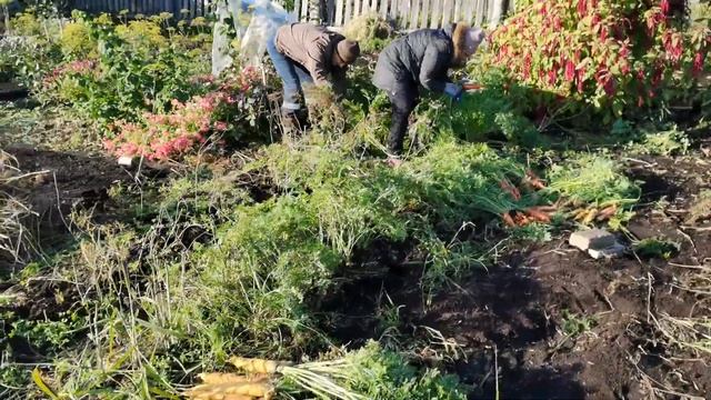 Уборка урожая моркови и подготовка к хранению. Секреты отличного урожая! смотреть онлайн