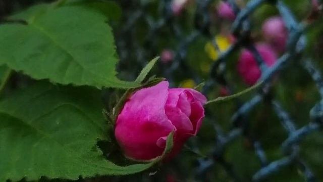 шиповник помогает при.. Состав и польза для организма