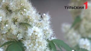 Рябинник рябинолистный
