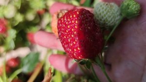 Ремонтантная клубника - урожайность, размер ягоды и пересадка