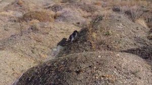 Охота со Спаниелем на куропаток