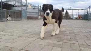 Щенок САО - алабай - из профессионального питомника"Белый Лекарь"