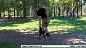 Дрессировка ОКД учим щенка Бигля команде рядом