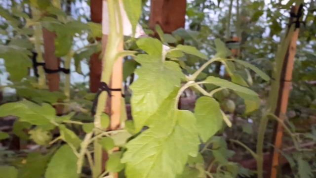 Сколько дней от бутонов до полного созревания томатов? смотреть онлайн