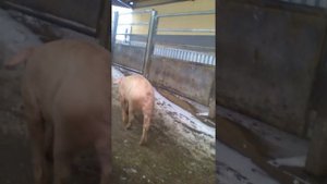 Привёз свиней на мясокомбинат,