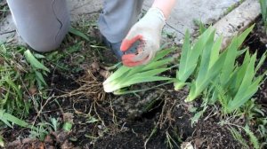 Размножение ирисов весной. Как делить ирисы.