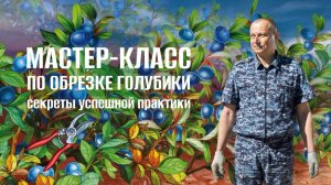 Как правильно обрезать голубику?
