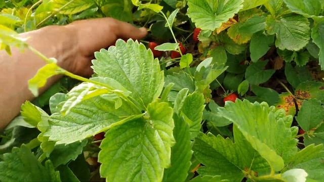 Квики и Марисоль четвёртый сбор урожая. Всё равно Квики вкуснее?