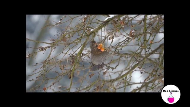 Размножение растений и животных