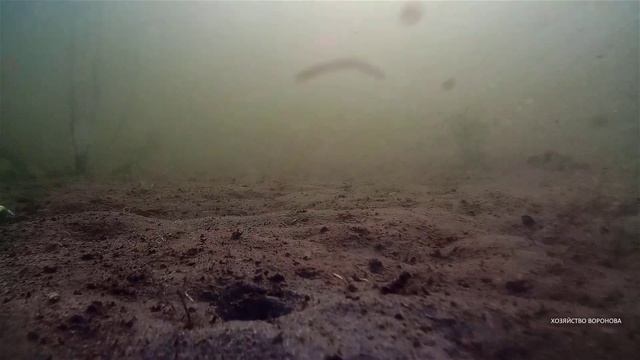 Подводные съёмки по дну прозрачного водоёма. Глубина 2 метра. Озеро Шейно.