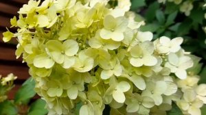 гортензия геркулес