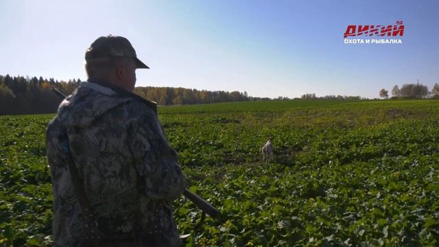 Осенний вальдшнеп. Охота по перу. смотреть онлайн