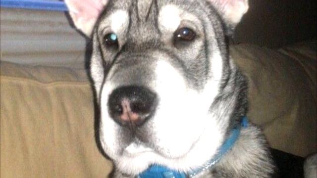 Хаски полюбил шарпея, когда хозяйка увидела щенков от «запретной» любви, то не смогла сдержать слёз смотреть онлайн