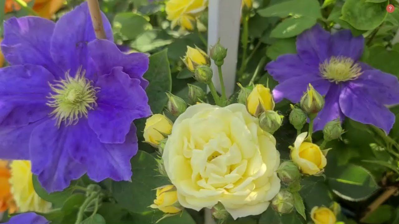Цветочная клумба с КЛЕМАТИСАМИ | ЖЁЛТЫЙ цвет! смотреть онлайн